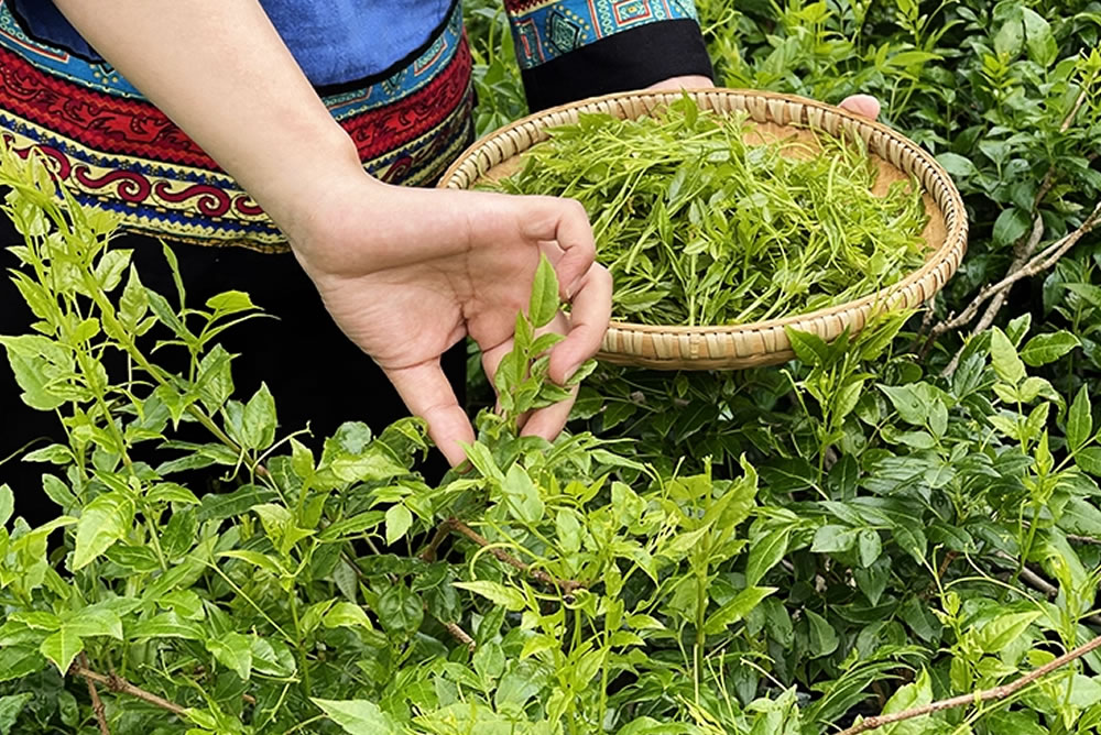 Ampelopsis grossedentata Tea green