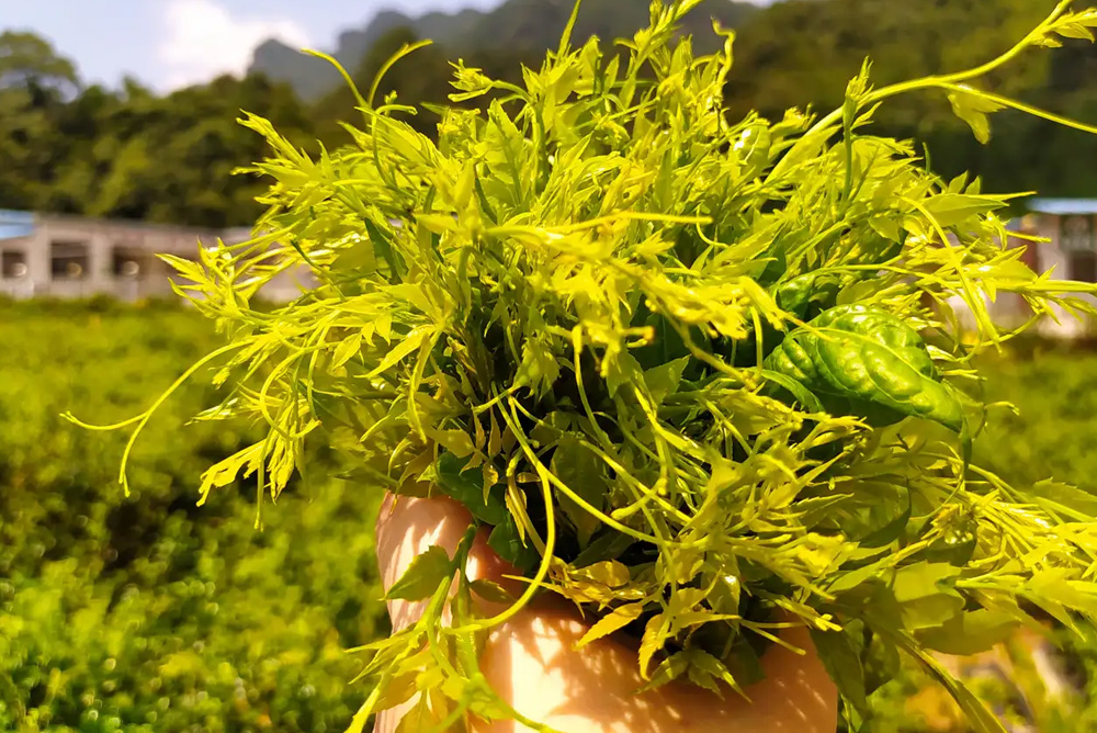 8 Things You Must Know Before Buying Vine Tea (Ampelopsis grossedentata Blog 027