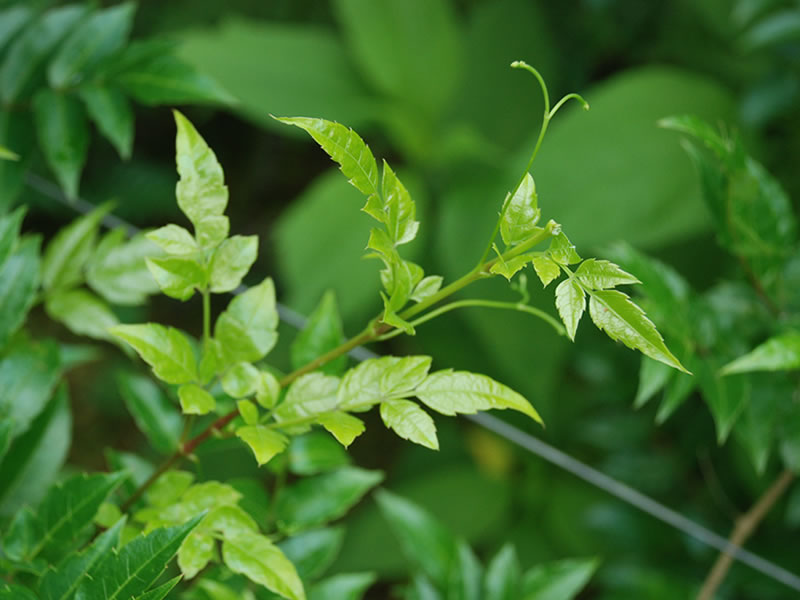 Ampelopsis grossedentata (Vine Tea green leaf)