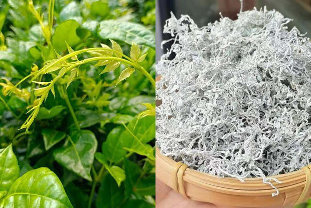 Authentic Vine Tea Ampelopsis grossedentata from Its Mountain Home Blog 006