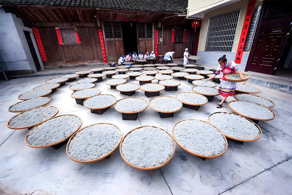 Can You Drink Vine Tea (Ampelopsis grossedentata) Long Term blog 024