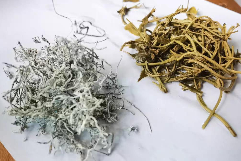 How to Choose High Quality Vine Tea (Ampelopsis grossedentata) in 3 Easy Steps Blog 013