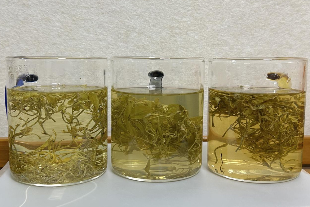 How to Spot Low-Quality Vine Tea (Ampelopsis grossedentata)