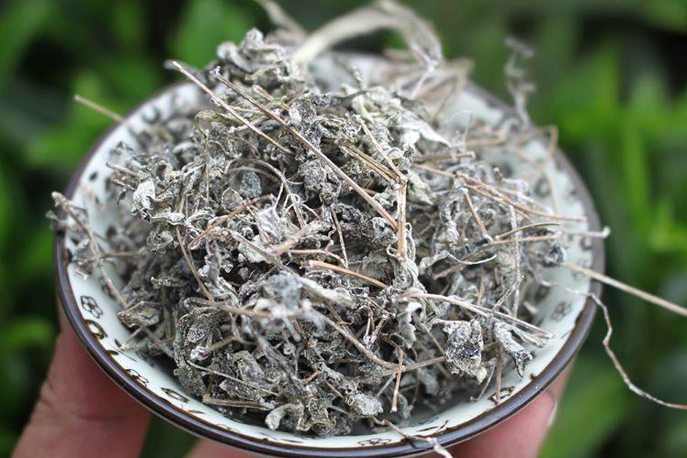 The Best Tea for High Blood Pressure Vine Tea (Ampelopsis grossedentata) Blog 014