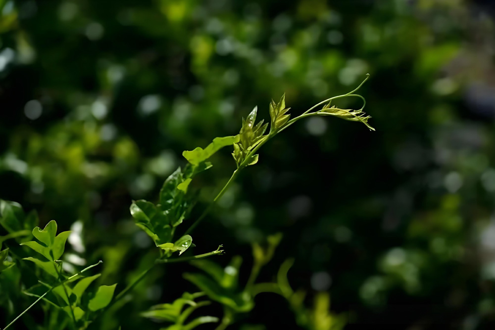 Vine Tea (Ampelopsis grossedentata) What Does the “Mei” Mean Blog 041