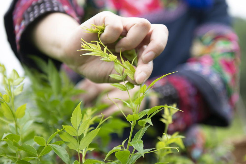 Vine Tea (Ampelopsis grossedentata) – Botanical Insights, Benefits, and Brewing Guide Blog 030