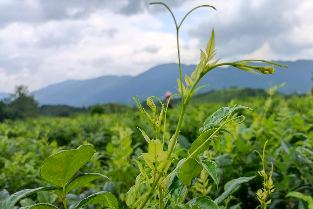 Vine Tea (Ampelopsis grossedentata) – Is It Really “Tea” Blog 020