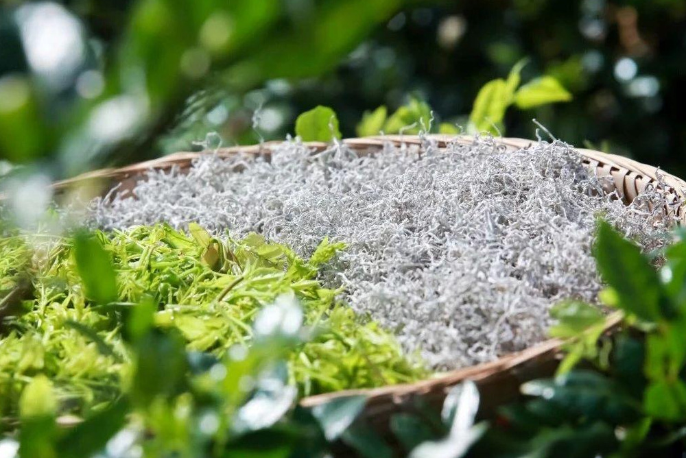 Vine Tea Wellness 5 Don’ts to Remember & 3 Smart Pairings Blog 037