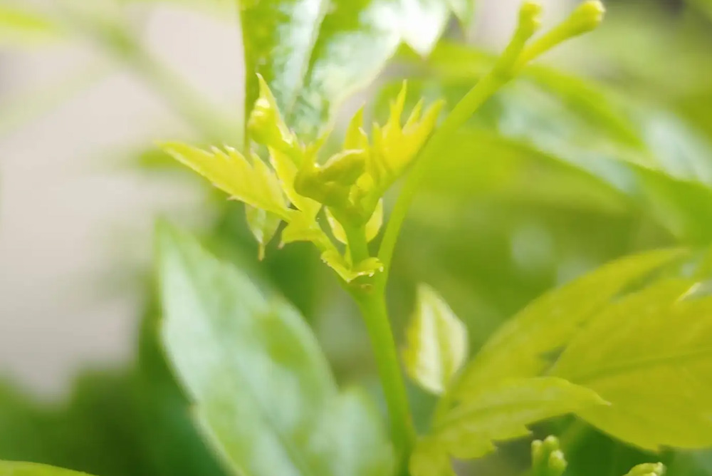 Which Vine Tea Is Considered the Best?