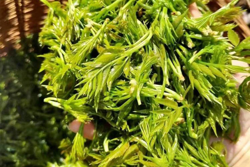 Who Should Drink Vine Tea (Ampelopsis grossedentata) 6 Groups Who Shouldn’t Miss Out Blog 039