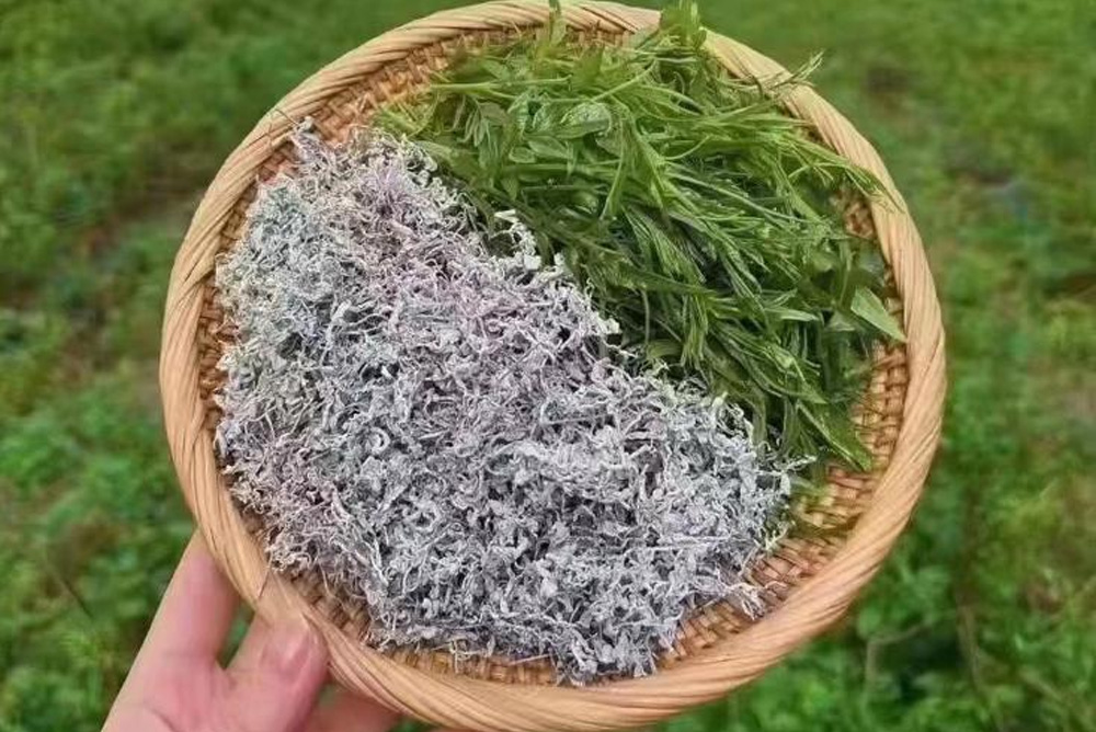 Who Should (and Shouldn’t) Drink Vine Tea Ampelopsis grossedentata Guide Blog 005