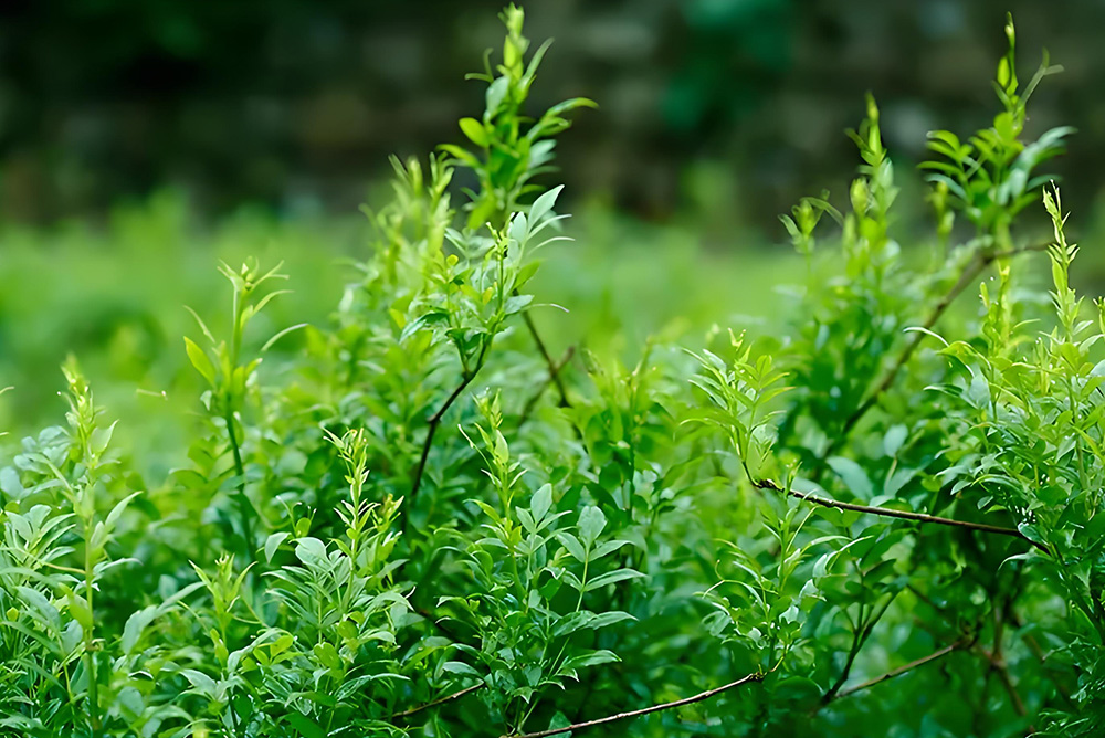 Why Organic Fertilizer Is Essential for Vine Tea (Ampelopsis grossedentata) Blog 028