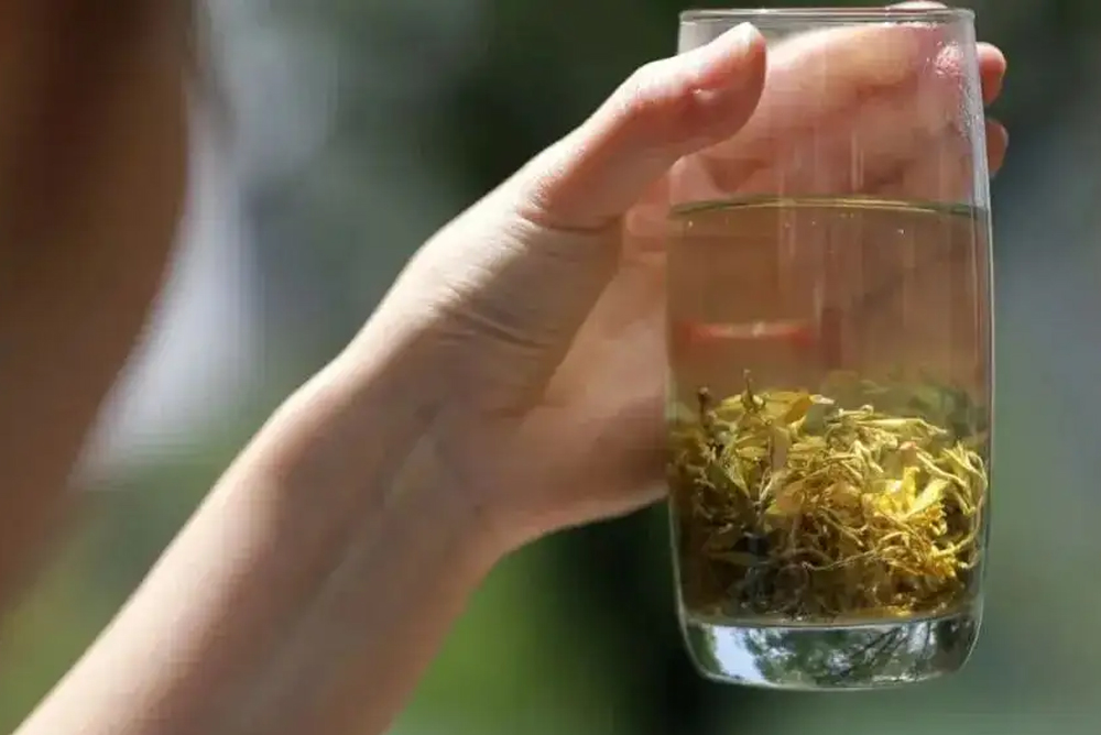 vine tea ampelopsis grossedentata quality tips